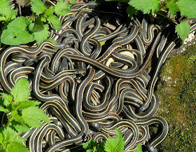 narcisse-snake-pits-6[2].jpg